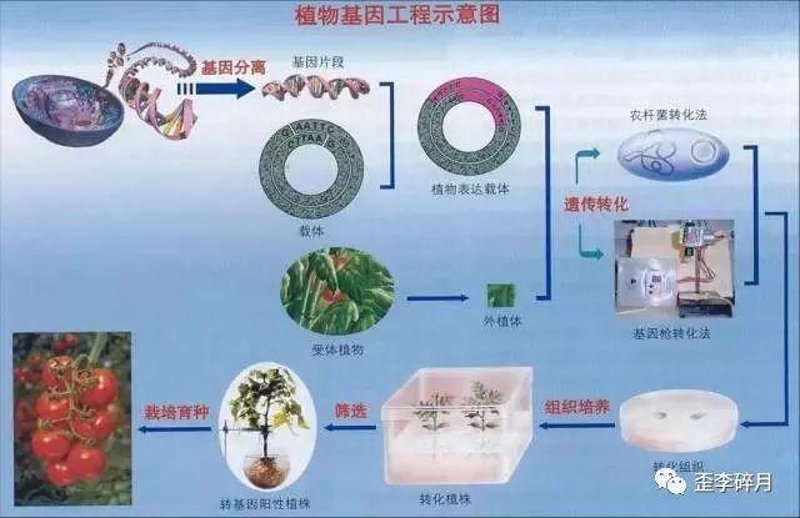 基因检测服务